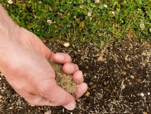 gardener seeding the lawn