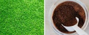 coffee grounds fertilizer