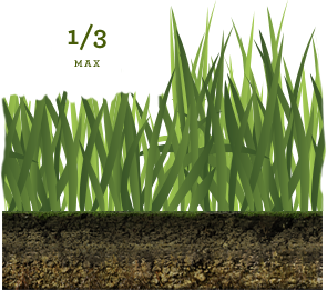 grass length example