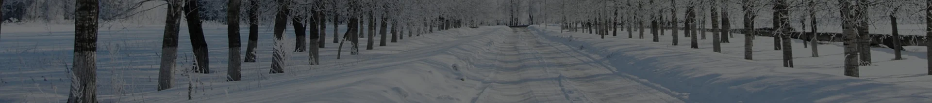 snowy road with trees