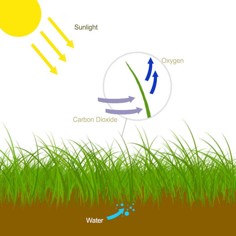 drawing of photosynthesis cycle