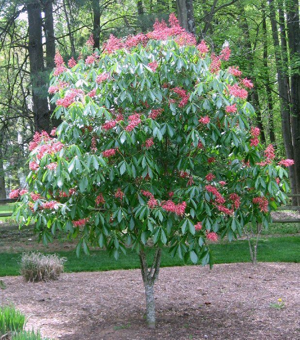 Red Buckeye Tree