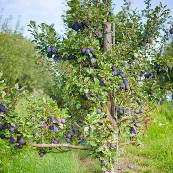 Damson Plum Tree