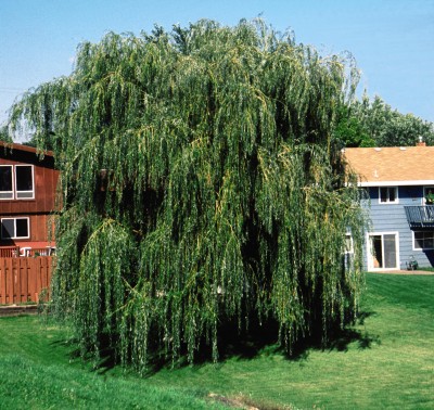 Prarie Cascade Weeping Willow