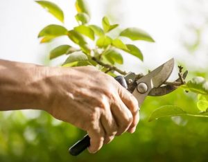 pruning a bush