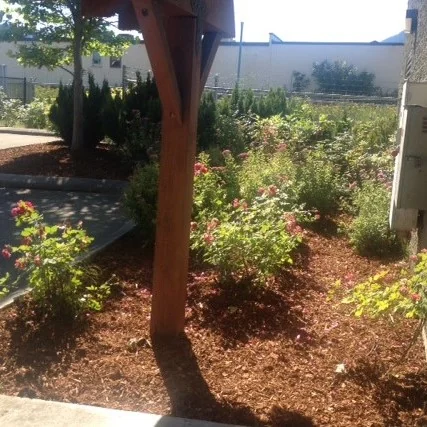 Tree and flowers planted in wood chips