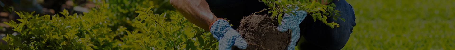 gardener transplanting a plant